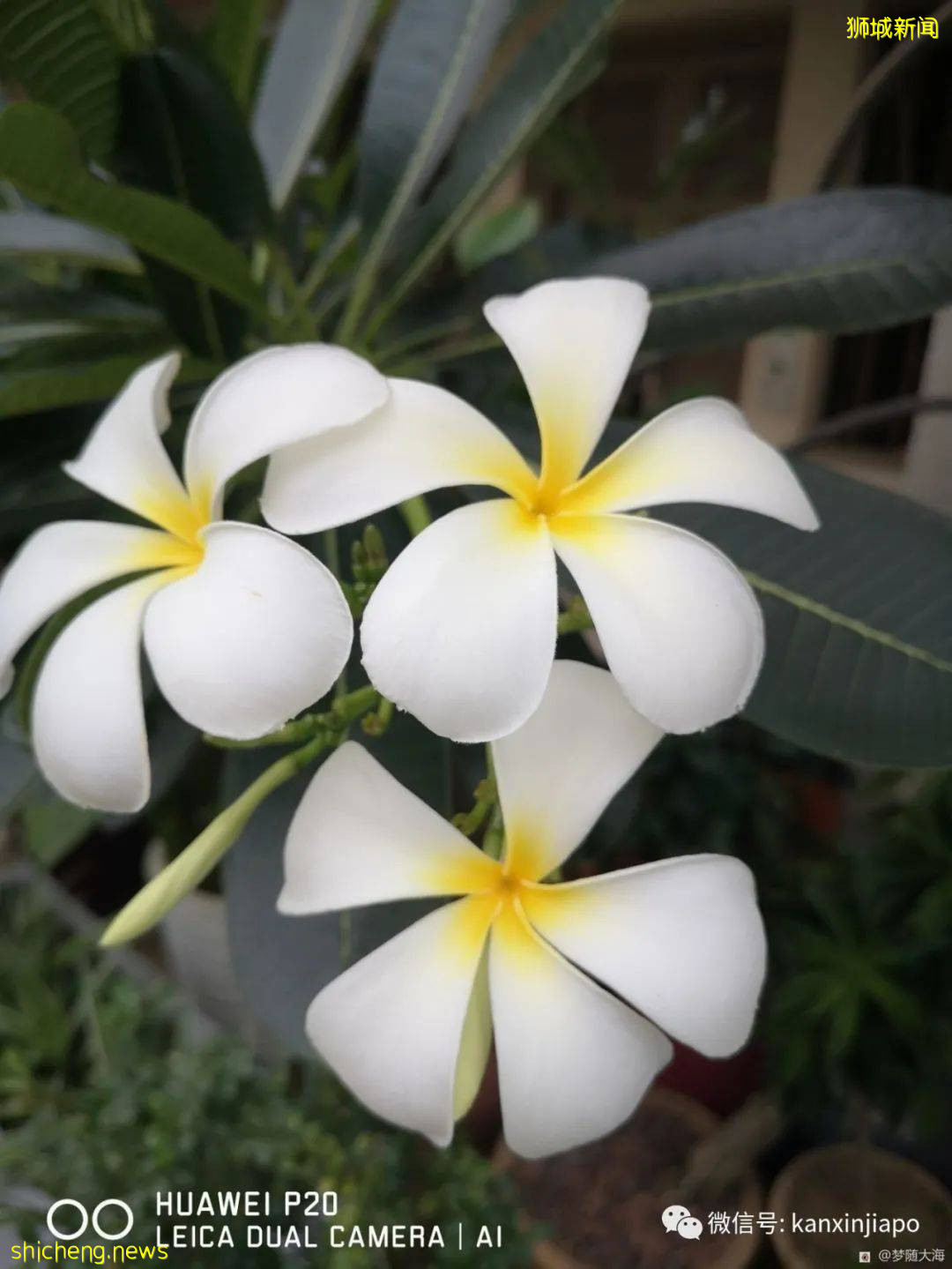 “新加坡,来了15天就想离开的地方”