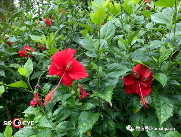 昨天小長假人山人海，武吉知馬老鐵路成新景點！前生今世大揭秘