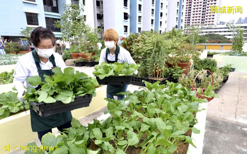 丹戎巴葛将开辟更多社区菜园