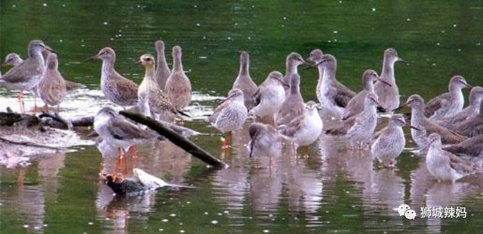 500种热带动植物免费看!超大蜥蜴、候鸟、鳄鱼,新加坡这地儿你肯定没来过