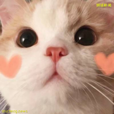 不知道這些,千萬別在新加坡養動物!