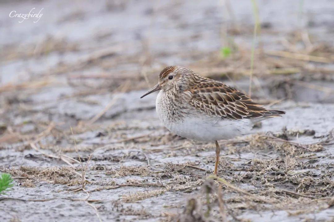 3天小長假！請來新加坡最美的濕地，超500種熱帶動植物免費看