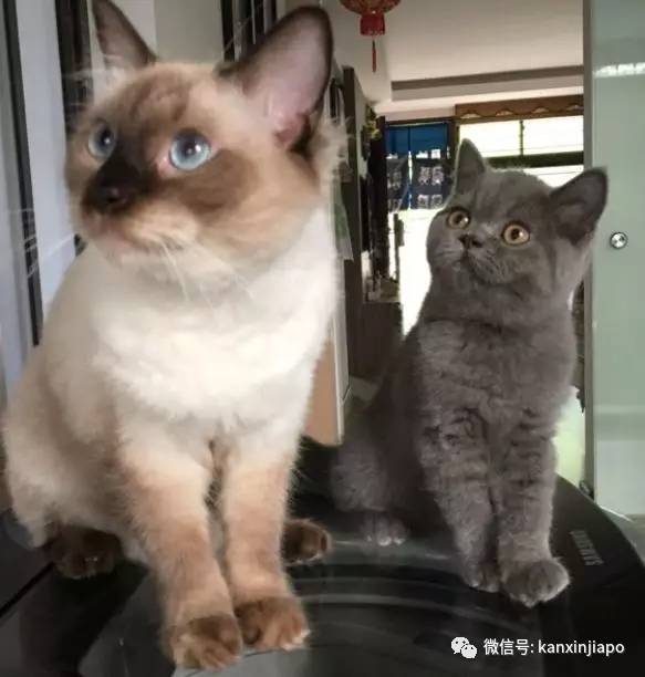 遭HDB人员登门盘查被告知,新加坡组屋不能养猫!这些“毛小孩”也不能出现