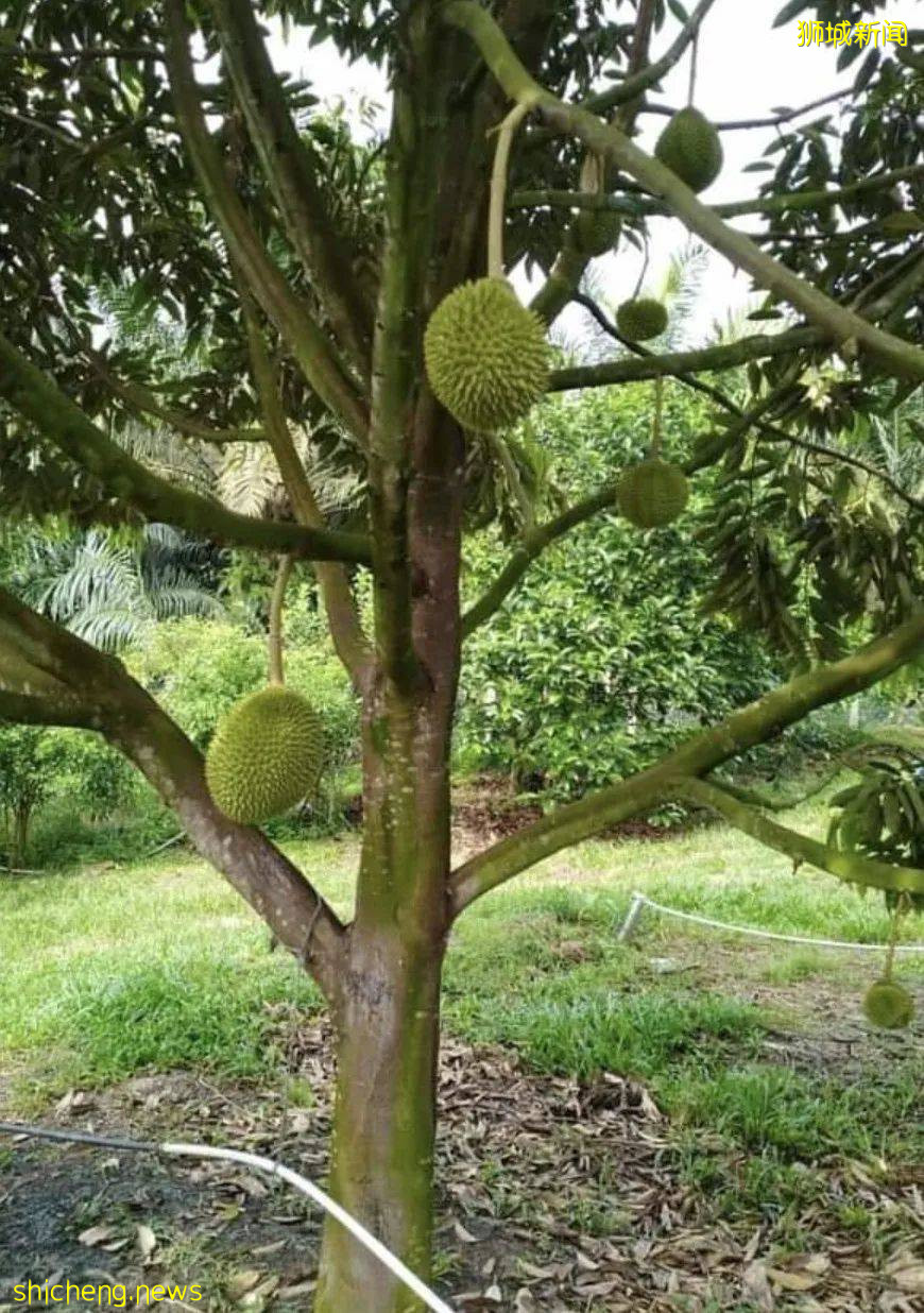 今年最后一波榴梿季!邻国大丰收,下个月猫山王或降至12元/KG