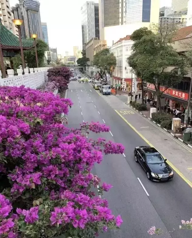 带孩子新加坡求学,没想到一待十几年,还成了新移民