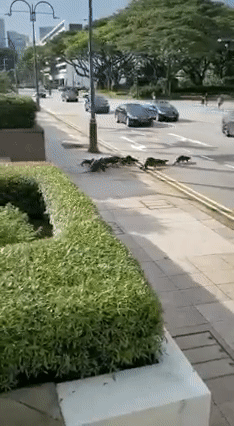 险象环生！10只水獭在乌节路横冲直撞，差点被多辆车撞上