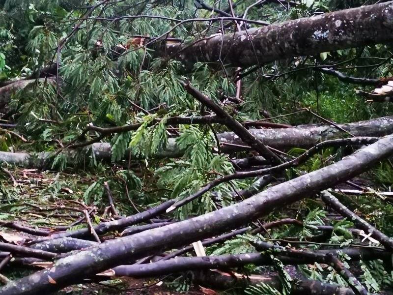 铁道走廊5树倒下  今早一度挡住走道