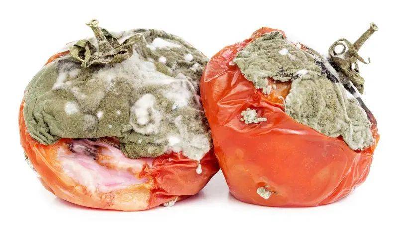 因爲一個番茄，我決定送孩子去新加坡讀國際學校