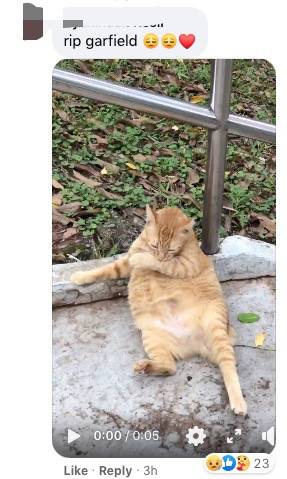 新加坡的这只蟒蛇,活生生吞了一只网红猫