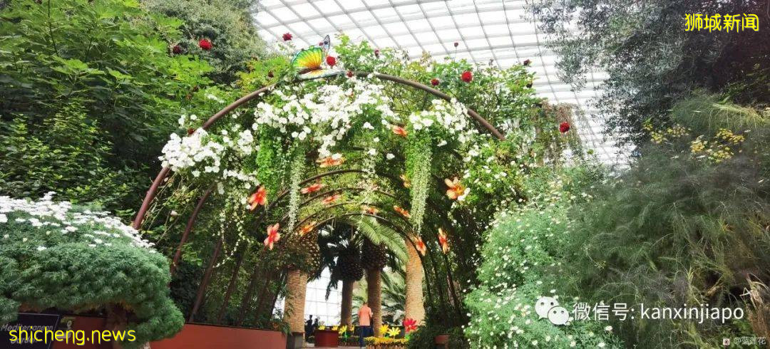 新加坡親子好去處！濱海灣～花穹～雲霧森林～空中步道半日遊