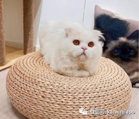 【下周活动】雪糕买一送一、单人火锅$9.9起、黛珂精华液买一送三