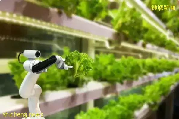 新加坡农业大玩创新:有限资源产出无限可能