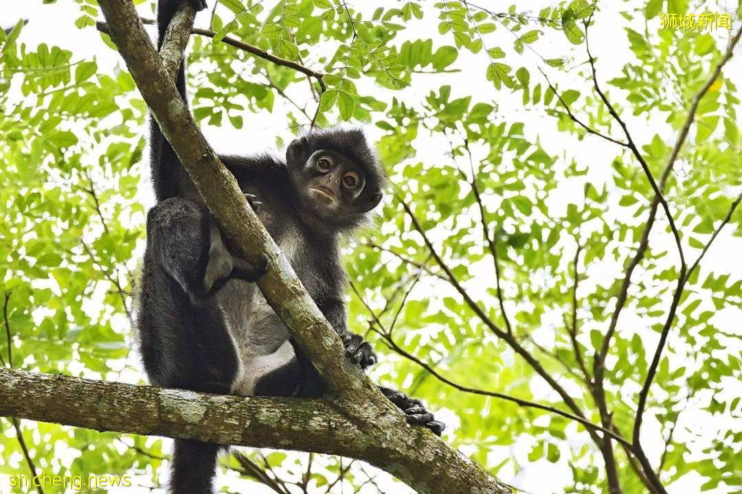 人少景美！新加坡5个自然公园推荐，第一个就心动了