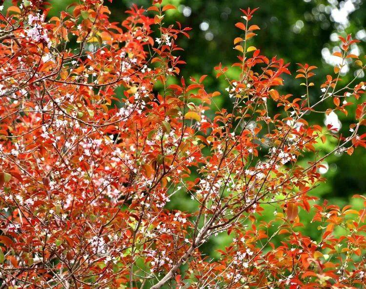 快看!新加坡到处都开花了,一大波美图刷屏