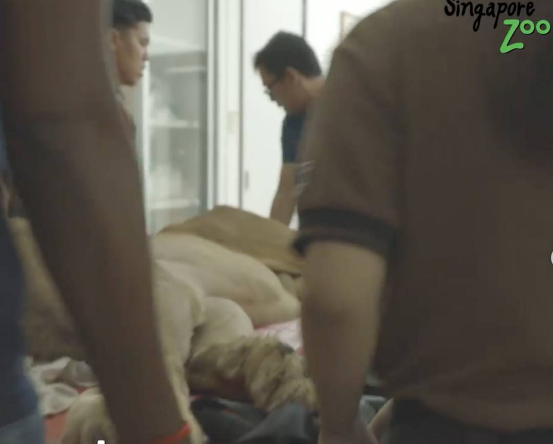 激萌！“獅子王”出生在新加坡動物園！網友：好想擁有一只