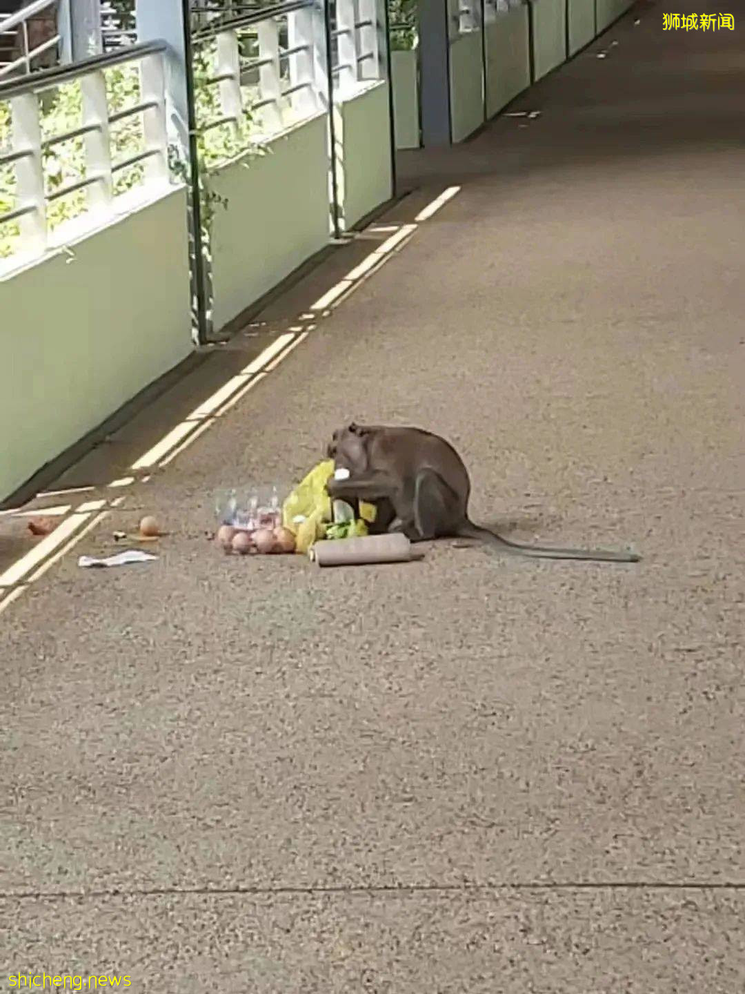 《神奇動物在哪裏之 NTU 篇》