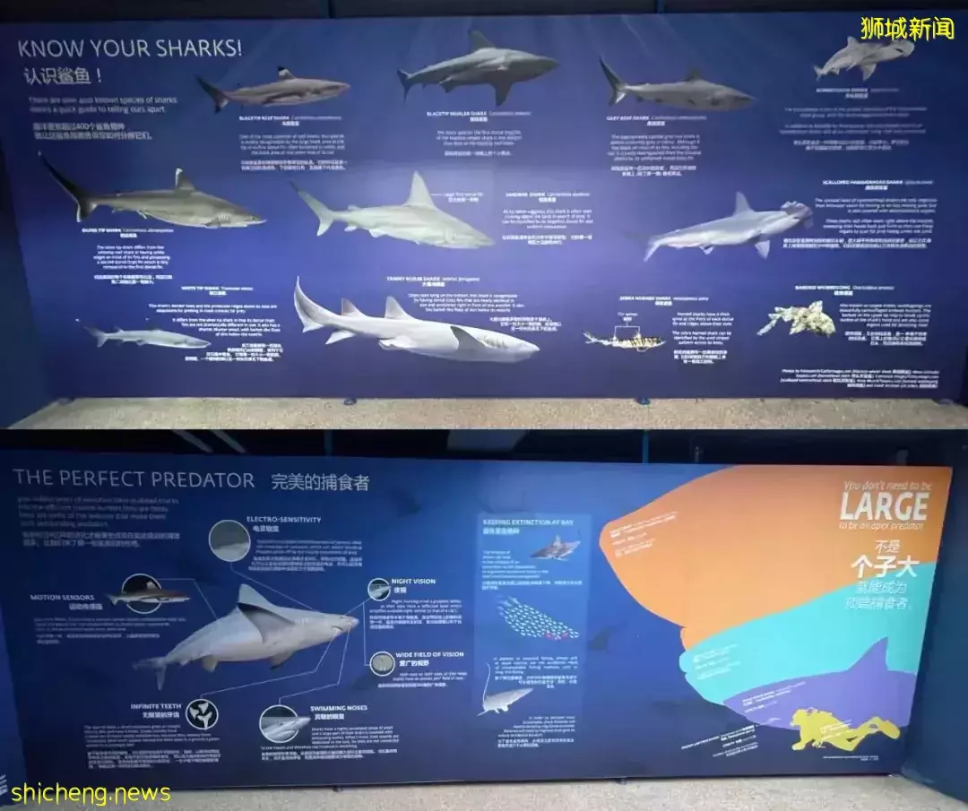 “从来没发现海洋馆这么好玩,我家娃竟然还拿到了鲨鱼的牙齿!”