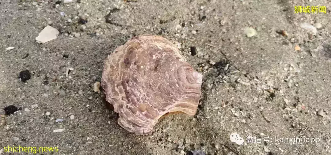 新加坡“趕海”全攻略!遇見了這麽多神奇的生物