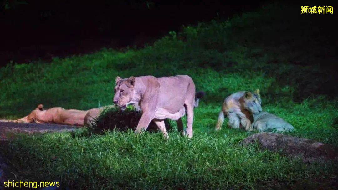 在新加坡野生動物園來一場VIP營地晚宴是怎樣非凡的體驗