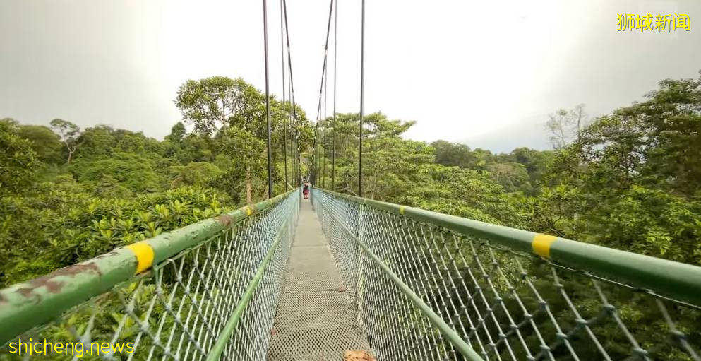 想去树顶漫步的游客请耐心等待，维修工程可能在三季度完成