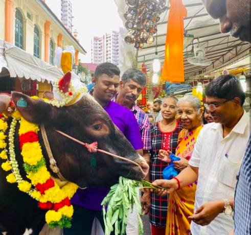 玩在狮城 新加坡户外郊游新玩法！来这6个农场体验一把“归园田居”的悠闲生活，还可以和小动物亲密接触哟