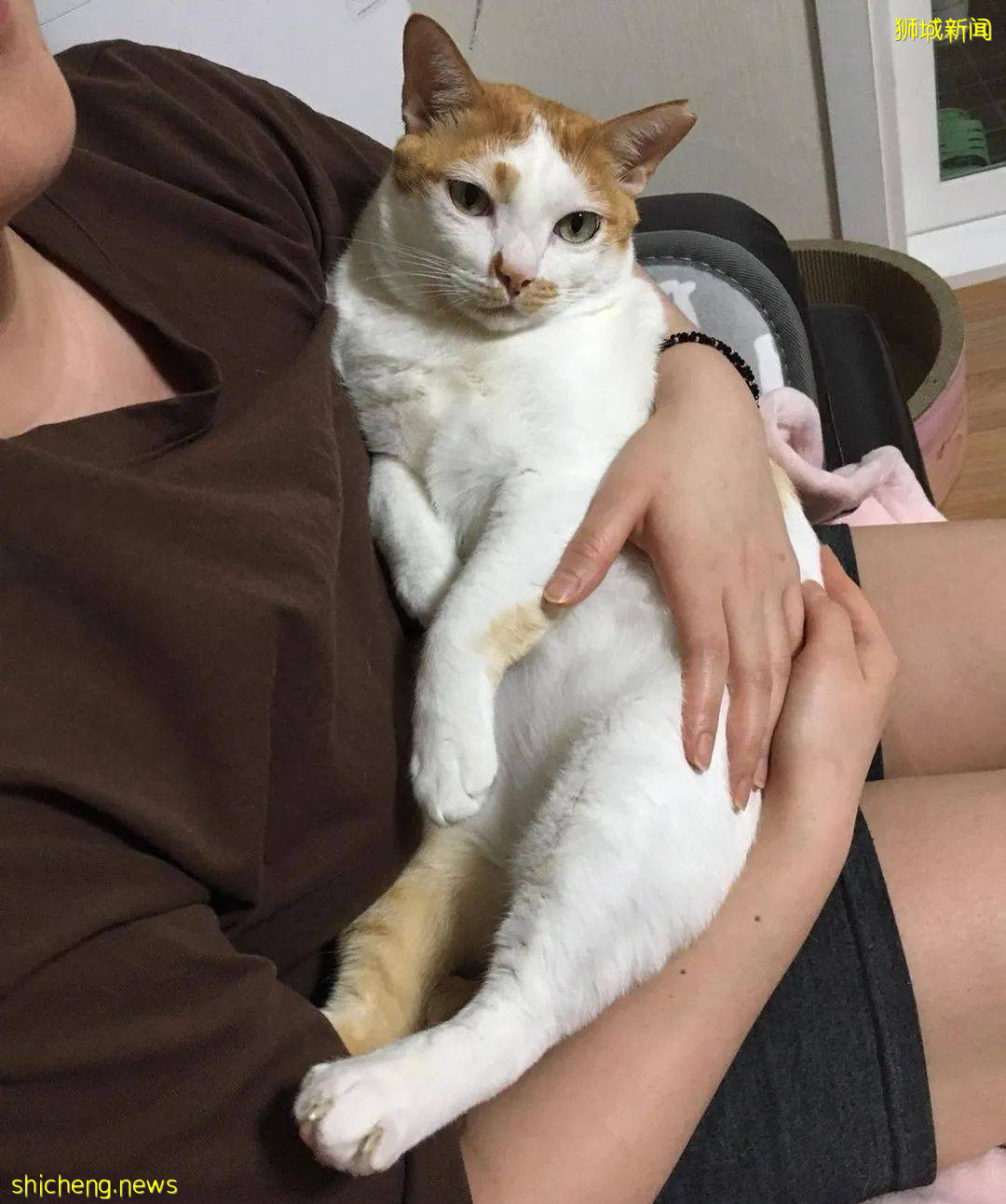 《南洋理工大學撸貓指南》