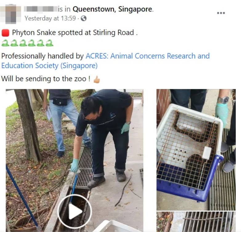 全民围观抓蟒蛇、抓蜥蜴！这样的新加坡有点刺激