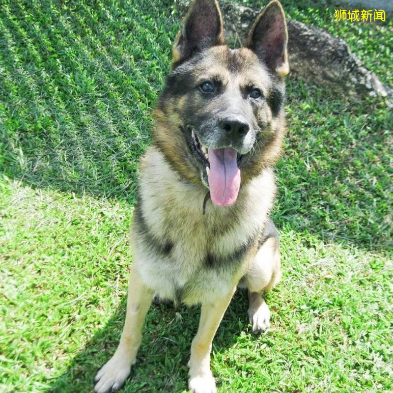 19只退休的SAF軍犬等你來領養