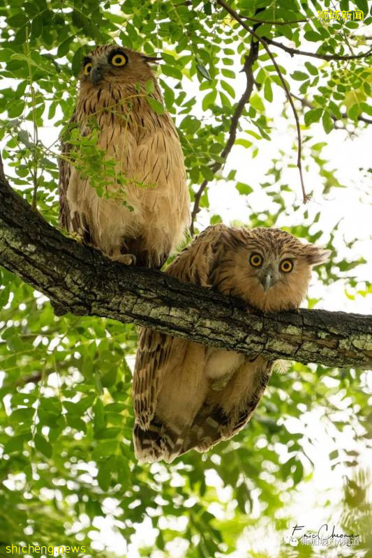 超可愛~ 有人在義順拍到珍稀貓頭鷹啦!