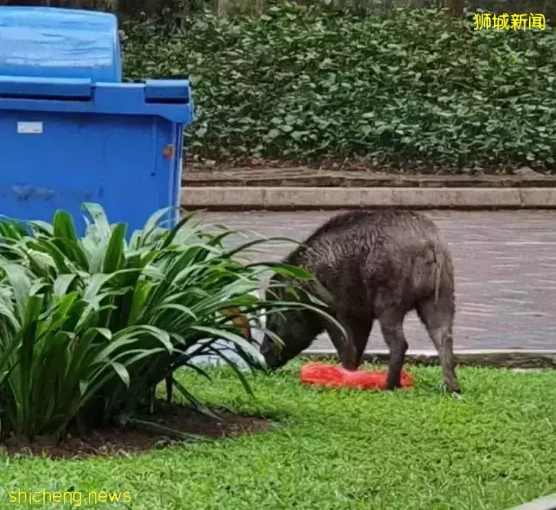 最近新加坡的野豬有點猖狂啊，都走進新加坡組屋區覓食“閑逛”了