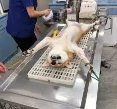 "在新加坡医院做了个小手术,错漏百出,我差点就原地去世了……"