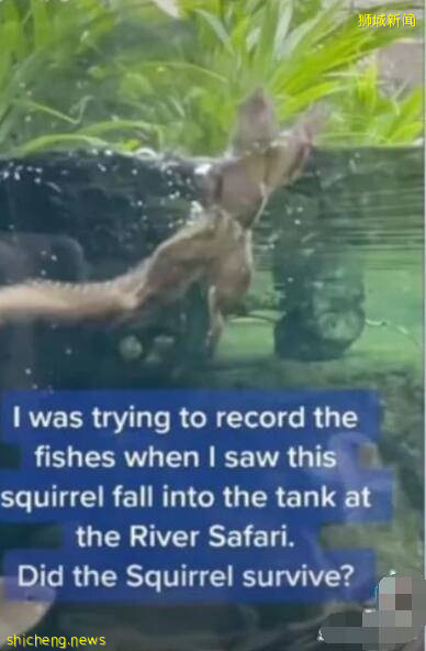新加坡小松鼠不慎落水疯狂自救，网友拍下全程引发全网关注