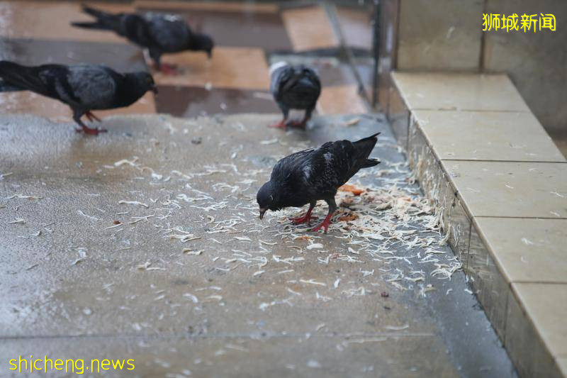 不顧警告 當耳邊風 婦女餵鳥 重罰3千新元