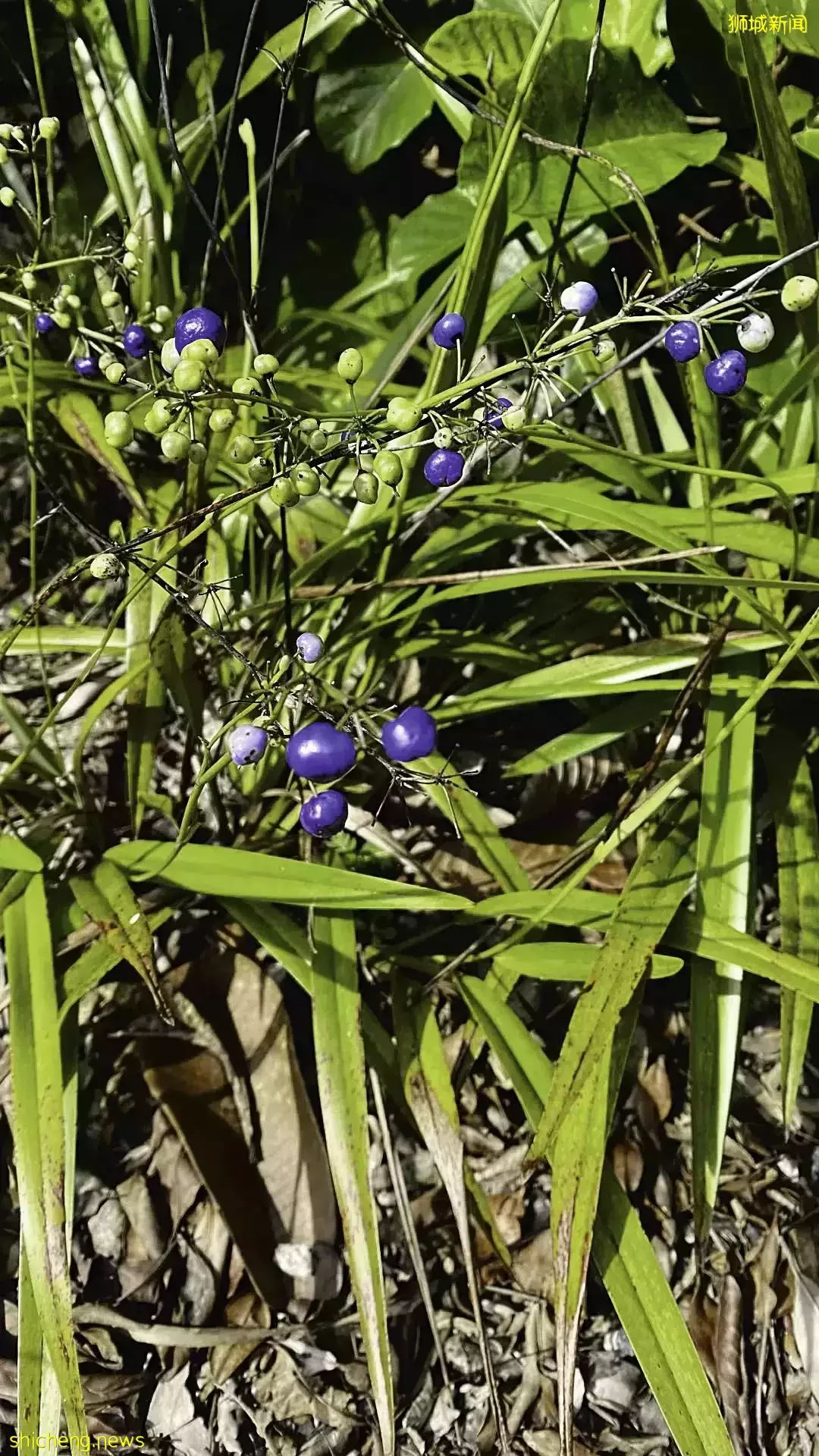 李豔梅:將新加坡“輸出”海外