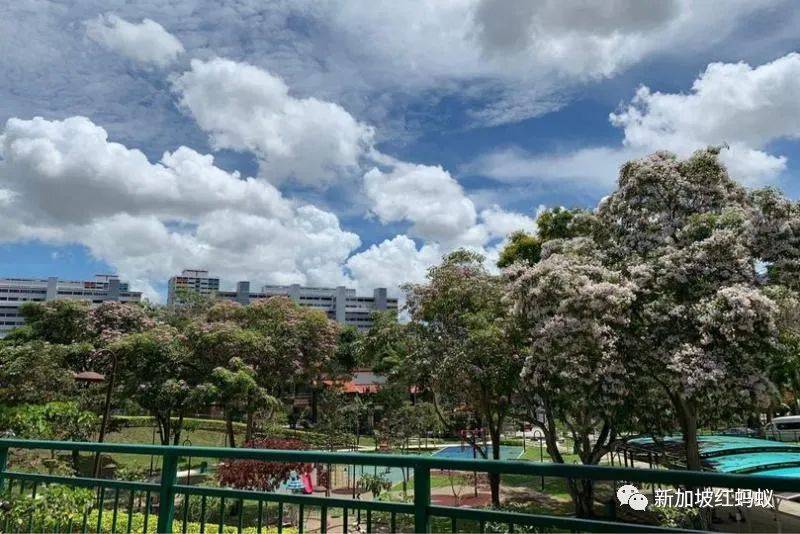 新加坡也有“櫻花”？看看當地領導們如何當起賞花向導