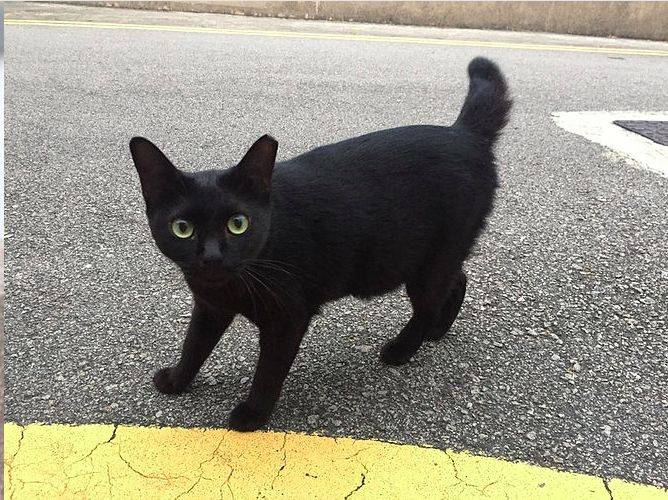 小坡島留學 NUS 校園撸貓攻略