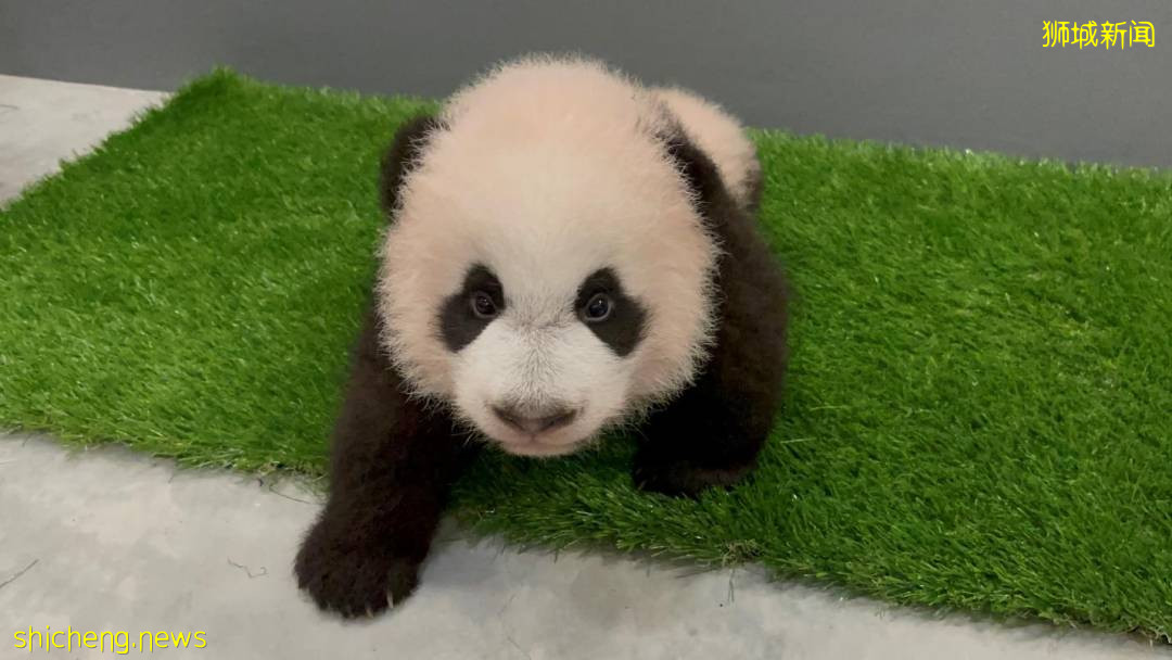 熊貓寶寶：我吃得好睡得足，100天有12kg咯