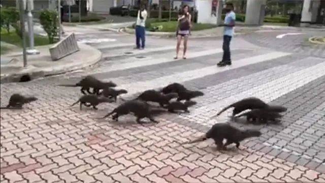 “惊!我在新加坡上厕所,竟然遇到了ta,差点吓尿!”