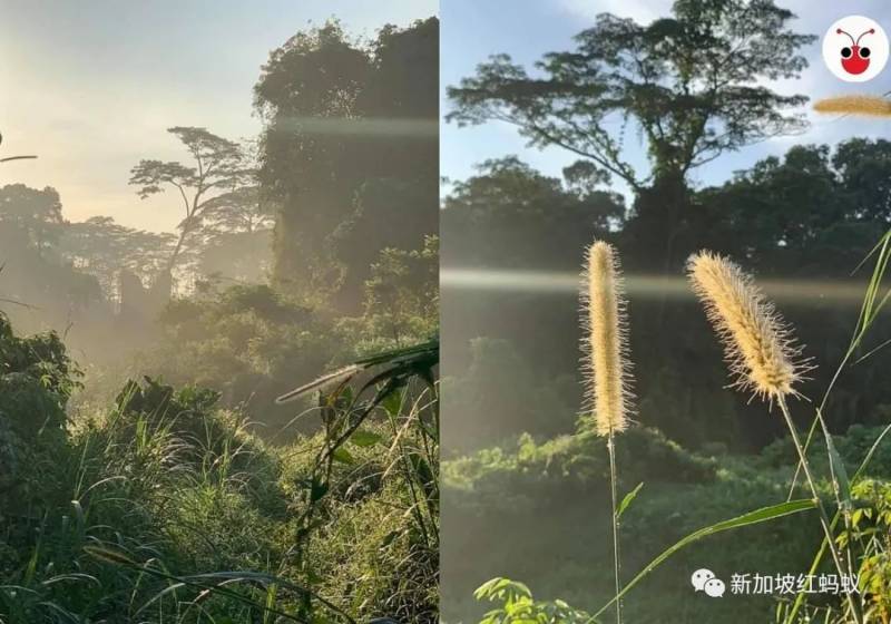 新加坡隐藏版秘境　绝美的金文泰森林