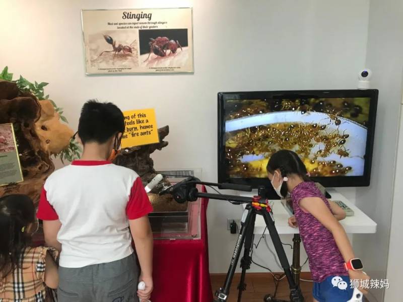 亞洲第一的螞蟻博物館居然在新加坡
