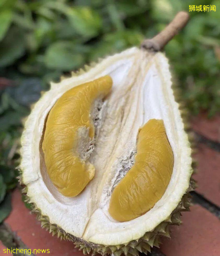 今年最后一波榴梿季!邻国大丰收,下个月猫山王或降至12元/KG