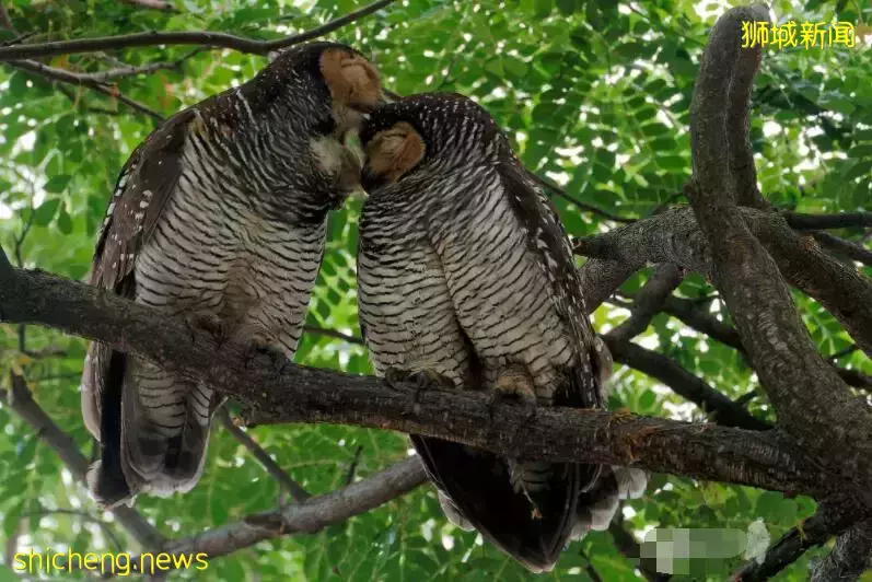 举报!这对“鸟人”在新加坡公园公然“虐狗”,恩爱秀的甜过啦