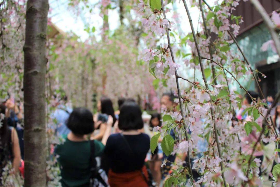 櫻花季去不了日本?那就在濱海灣和Hello Kitty共賞櫻