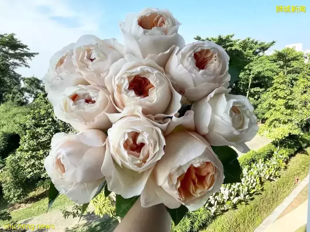 鮮花在熱帶也能養1個月？資深花友新加坡買花、養護大揭秘