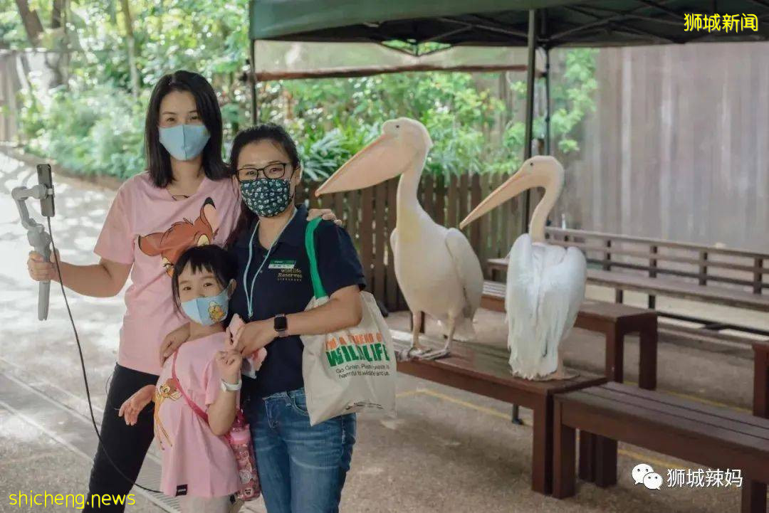 僅2天！新加坡動物園最牛的餵動物之旅，8折！還有幻光雨林和4大園5.5折起，搶啦