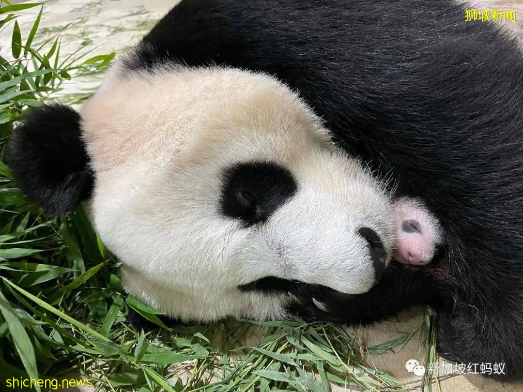 “新加坡制造”的熊貓幼崽官宣性別！　總理高興得像抱孫的爺爺