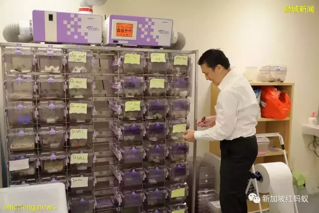 “小強”華麗轉身 新加坡工程師賦予新使命:到災難廢墟尋找生還者