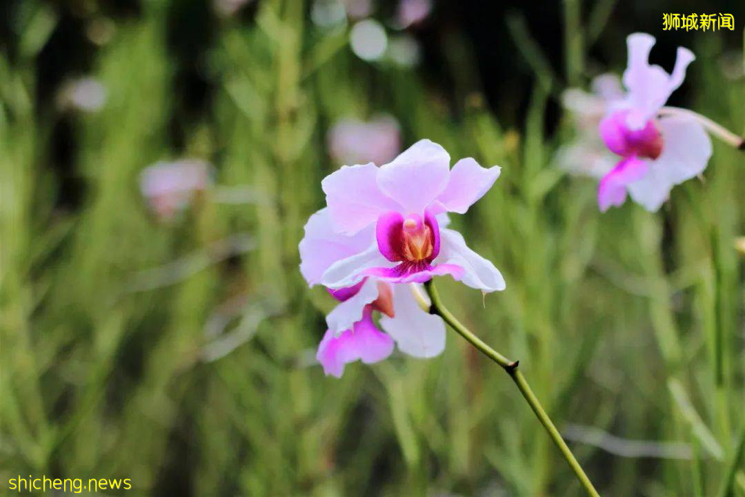 趣味資訊 驚呆了！你不知道的新加坡冷知識，看完長見識