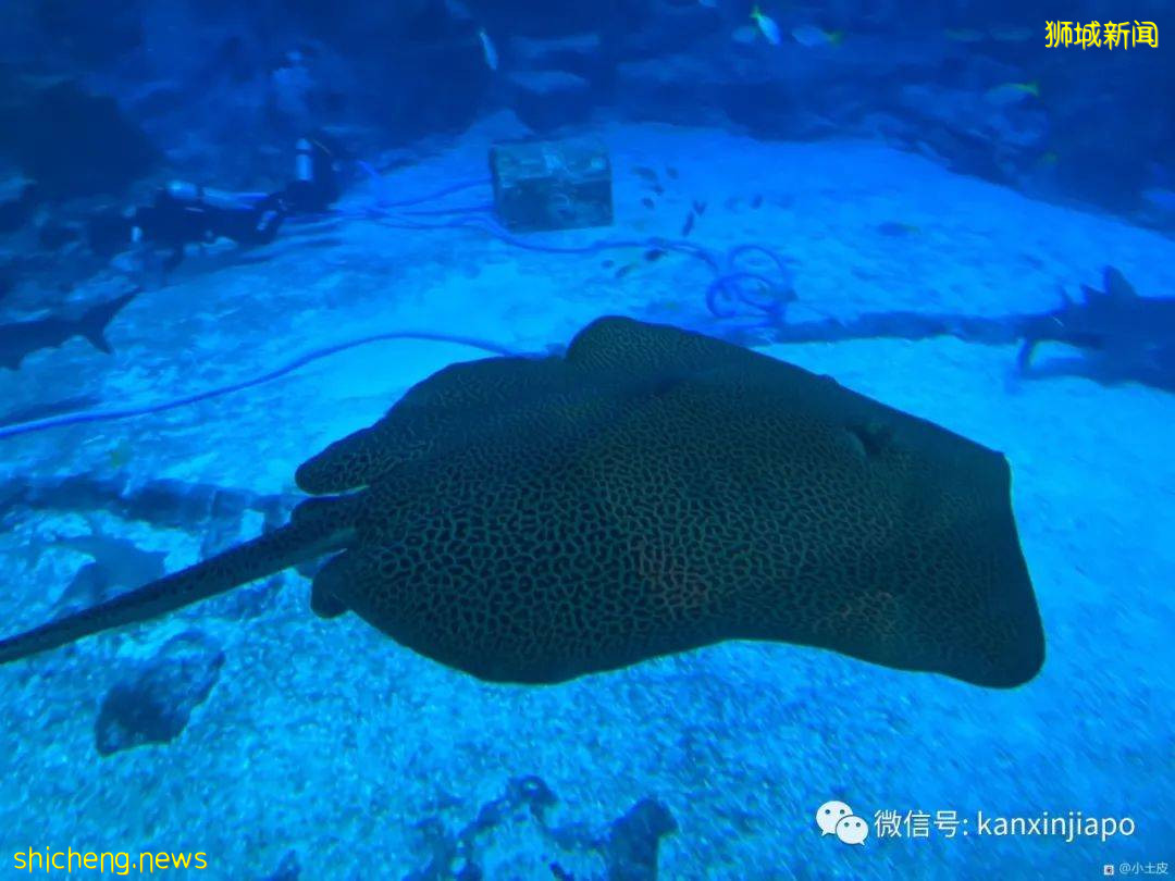 亞洲最大的海洋館,原來在新加坡