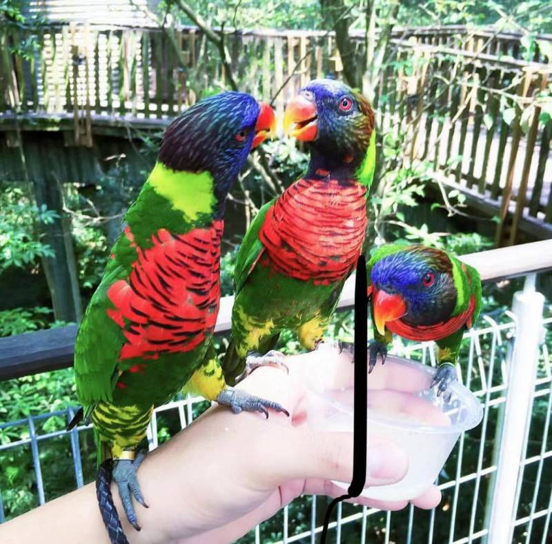 裕廊飞禽园推出半价票促销!年底前有效!让我们愉快地去看鸟吧